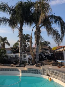 Selling Palm trees