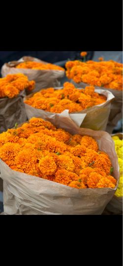 Marigold bundles