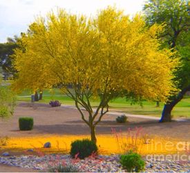 Palo Verde Trees In 5G 5F $45 Each Price Firm