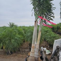 foxtail about 9 feet tall huge thick trunk 