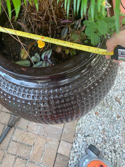 Giant pots with Palm.
