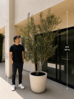 Fruitless olive trees 8ft in pot Landscape Plants Ferns succulents palms grass