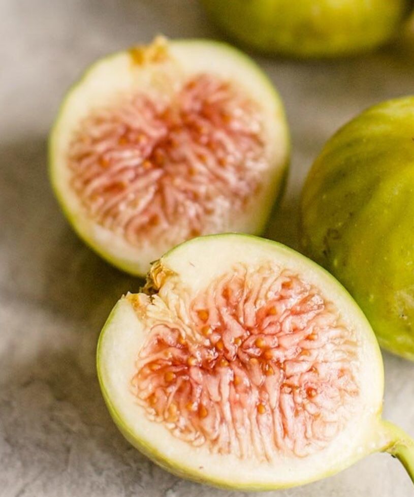 FIG CONADRIA