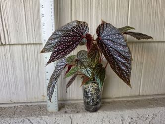 Begonia Pink Spot Plant