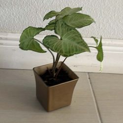Real Syngonium Plant 