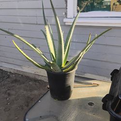 Aloe Vera