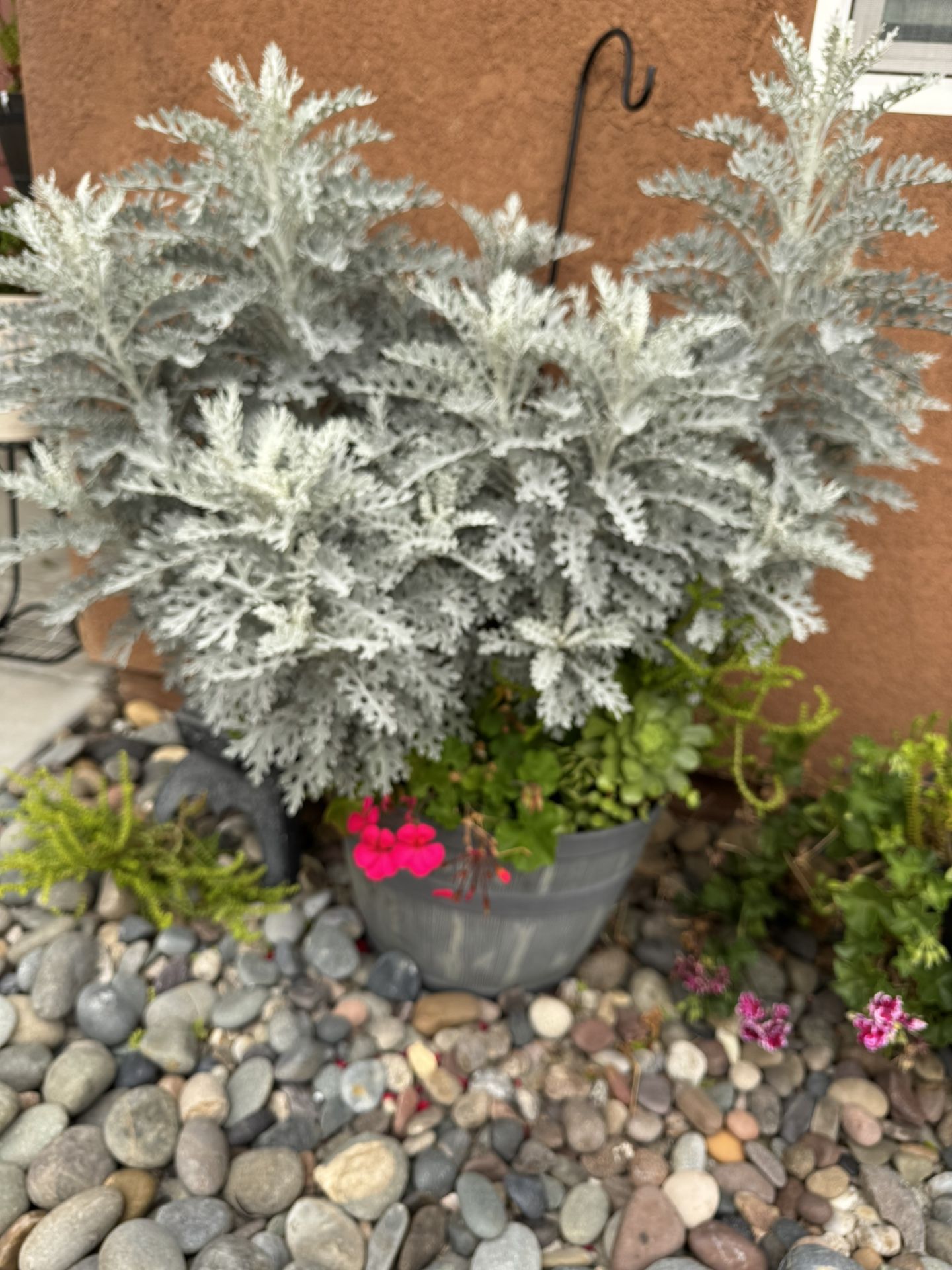 Matured Dusty Miller Plant with Geranium, Aeonium, variegated Jade Plant, jade plant and succulent
