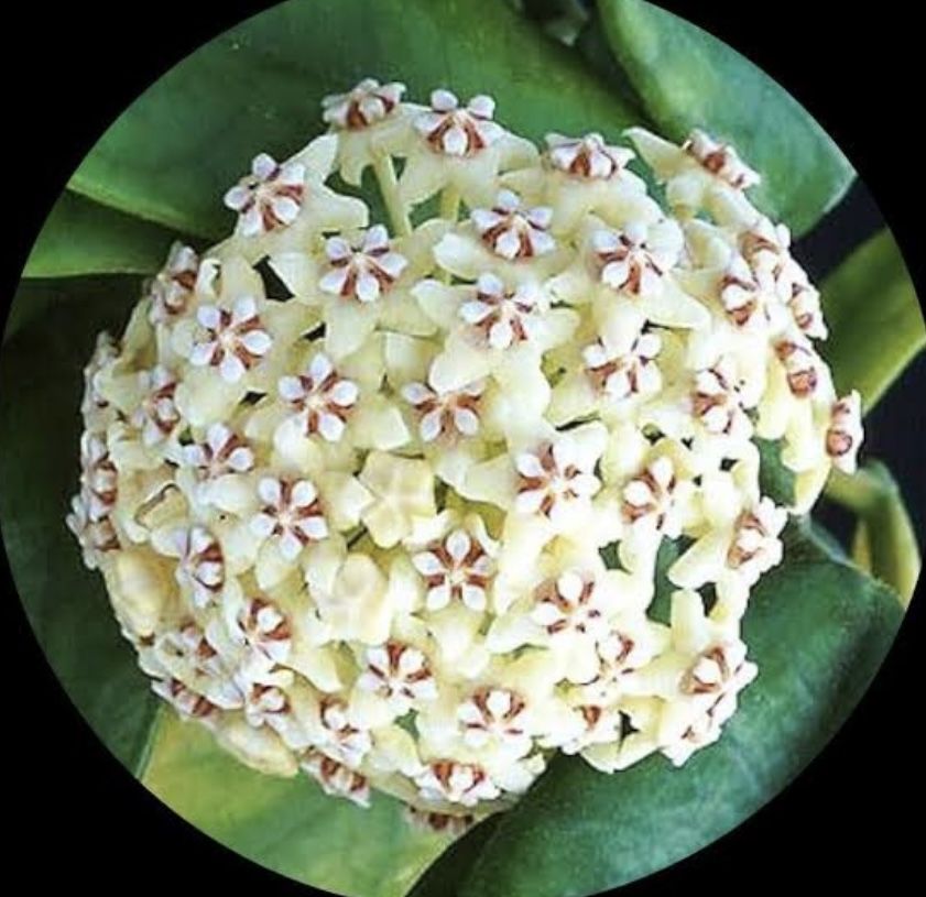 Hoya Globulosa $25
