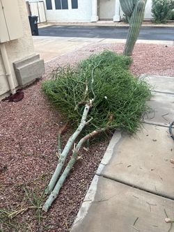 Free pencil cactus