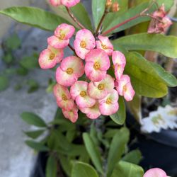 Crown Of Thorns