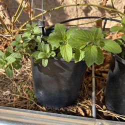 native American Mint Plant Tea Fast Grower Hardy