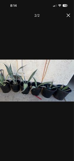 Gratis Maguey Agave americana succulent plants 5 gallon bucket