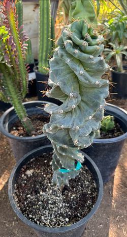 Spiral Cactus