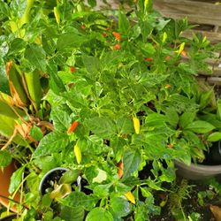 Tabasco Pepper Plants 