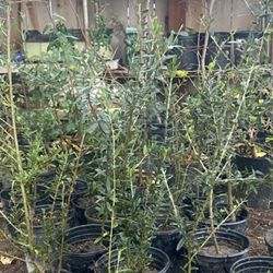Olive Trees One And A Half Foot Tall $15 Each