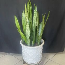 Snake plant