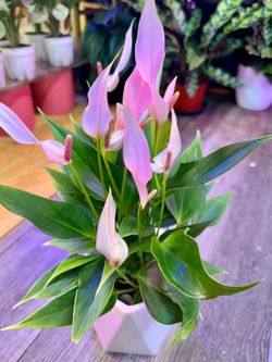Anthurium Andraeanum, Flamingo Pink