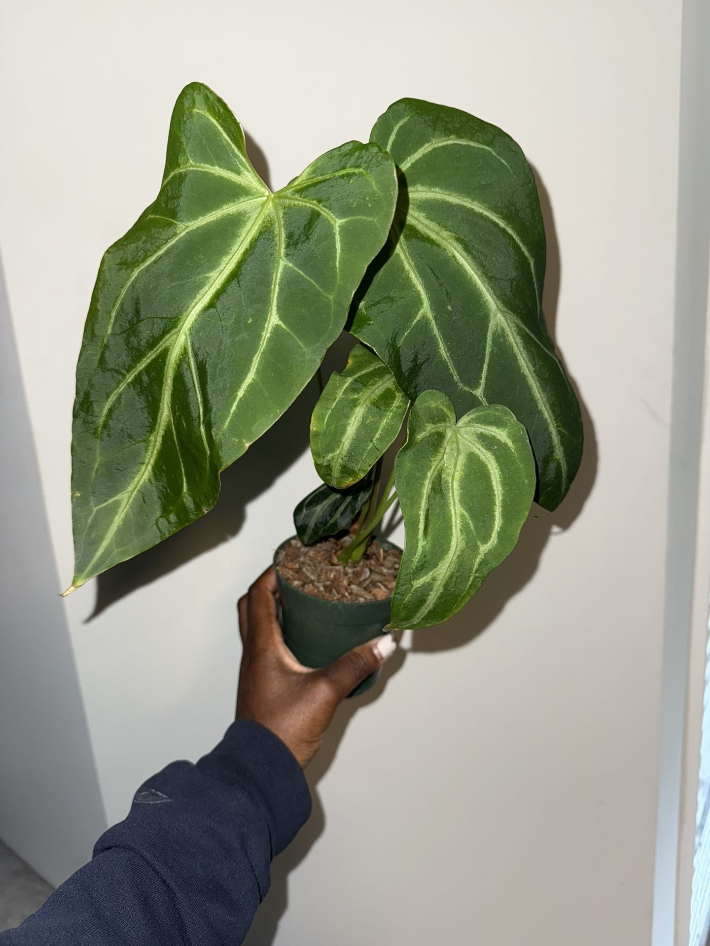 Anthurium Magnificum X Silver