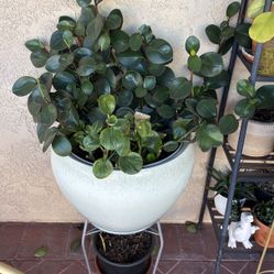 Large Plant