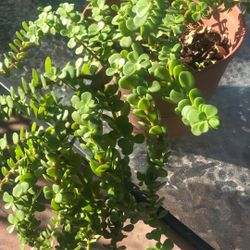 Planta De La Abundancia 