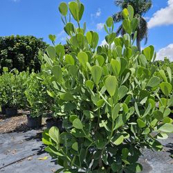 Clusias Over 4 Feet Tall Full Green  Fertilized  Ready For Planting Instant Privacy Hedge  Same Day Transportation 