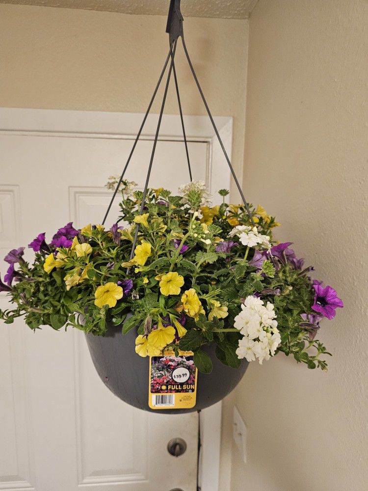 Annual Hanging Flower Pots