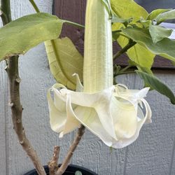 Angels Trumpet Double Flower 
