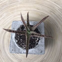 Succulent In Concrete pot