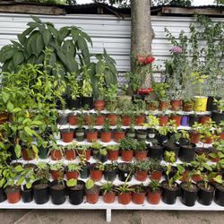 Plantas