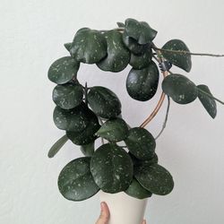 Hoya Obovata 