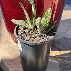 Gasteria Carinata Succulent Plant