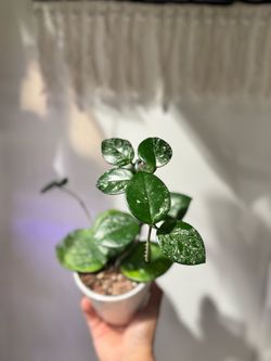 Hoya Mathilde Splash