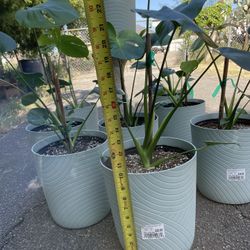 Monstera Deliciosa $15.00 Each Monstera Costilla De Adan A $15.00 Cada Una 