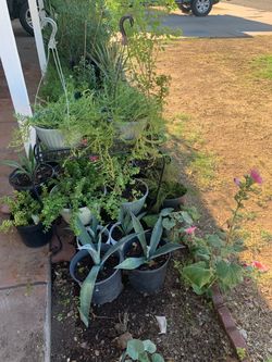 A snapshot view of Assorted Potted Plants Collection