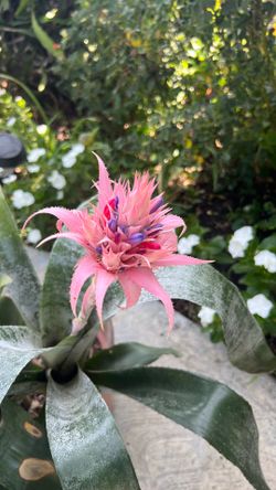 Urn plant / Aecmea