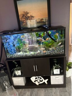 55 gallons fish Tank