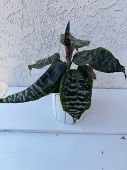 Dracaena Goldieana