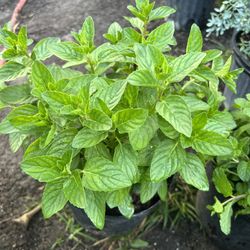 Plantas Aromáticas( Menta, Hierbabuena,orégano, Ruda,, Culantro,,salvia, albahaca. In 3 gls Pot. SPECIAL PRICE 🤩