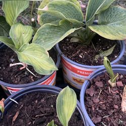 Hosta Plant 