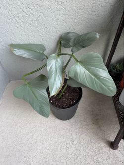 Philodendron  silver  sword  plant