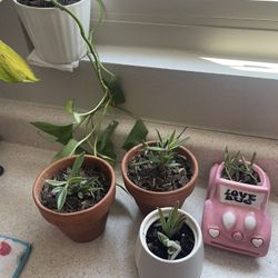 Plants