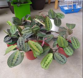 Red prayer plants$9-$12 each pot
