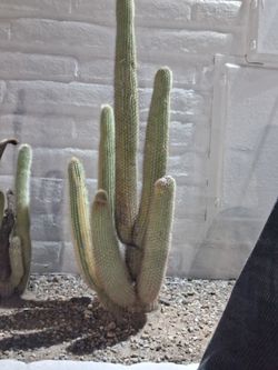 36 inch 7 armed fox tail cactus