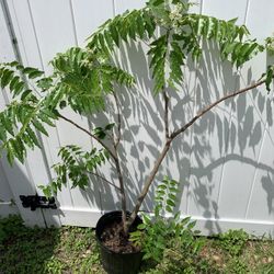 Neem Tree With Flower (4 Ft Tall)