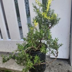 Rosemary