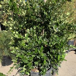 Ligustrum japonicum, Waxleaf Privet Hedges plant, 15gal