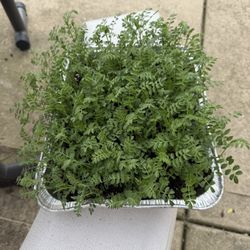 Organic Chickpea Microgreens Tray. Nutrition Powerhouse