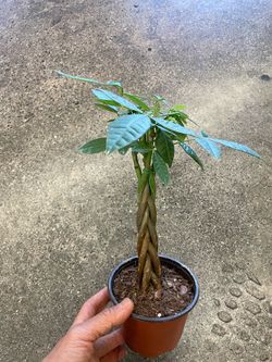 (10-11” from ground) braided money tree for good luck; 95820