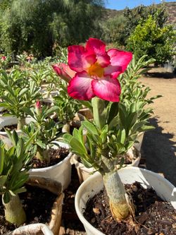Desert Roses
