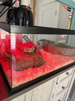 Reptile enclosure with “Toy snakes”